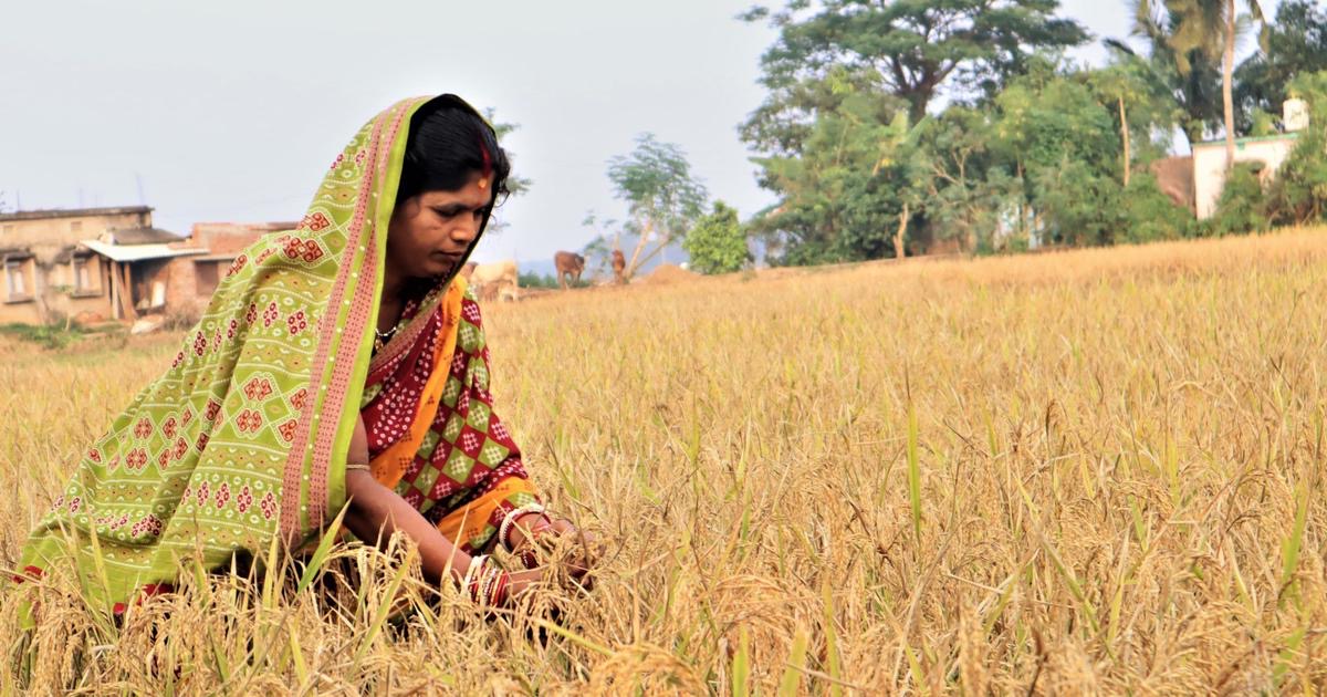 বৃষ্টি ছাড়া রজ উৎসব: ‘সুপার’ এল নিনোর আশঙ্কায় দেরিতে বর্ষা, অনিশ্চয়তায় ওডিশার কৃষকরা