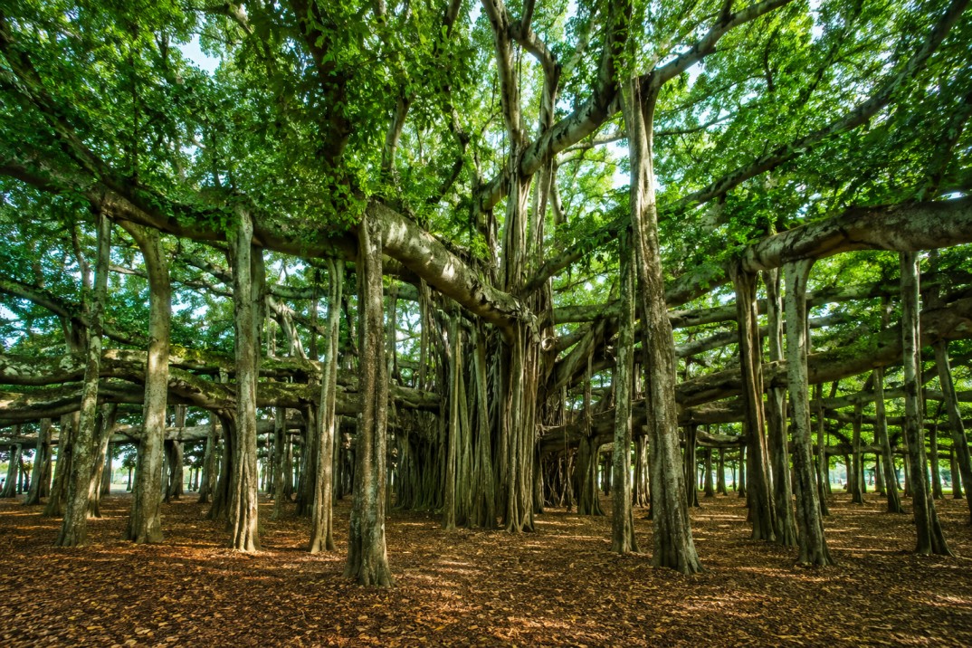 পৃথিবীর বৃহত্তম বটগাছ: এক গাছই যেন গোটা বন!
