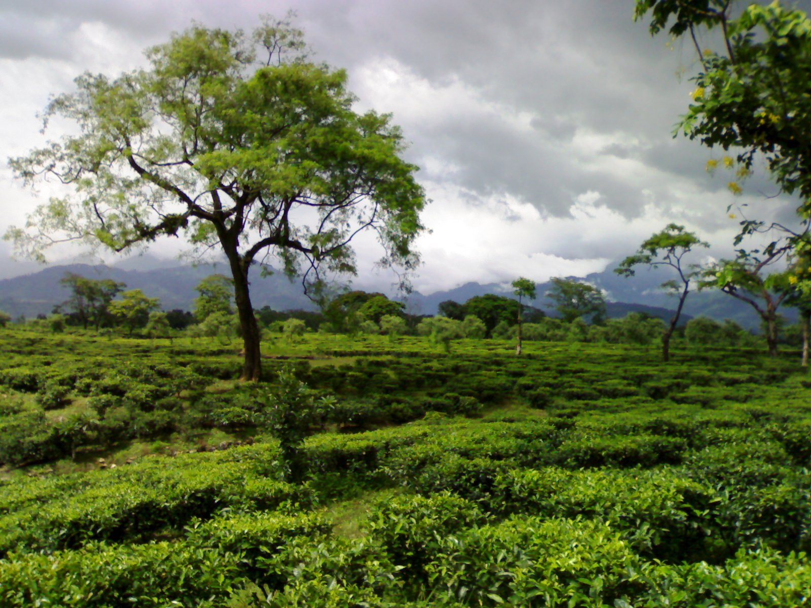 হাফসোল-৪