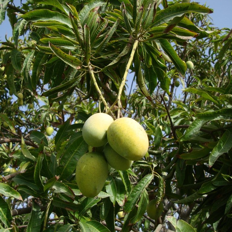 হাফসোল-৮